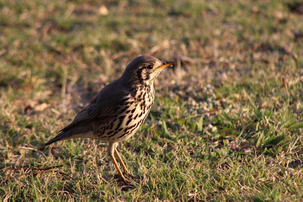 bird