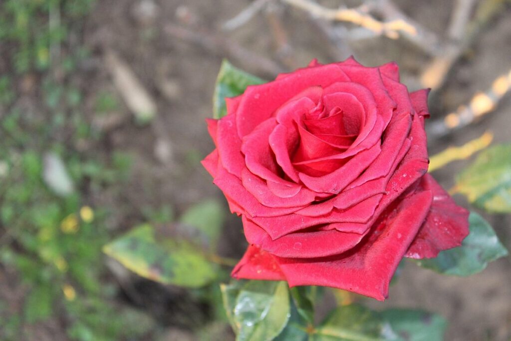 red-rose